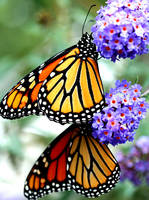 Monarch Butterfly - Danaus plexippus