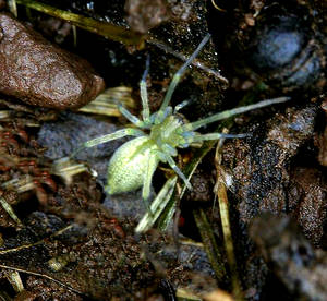 Longlegged Sac Spider (Cheiracanthium)