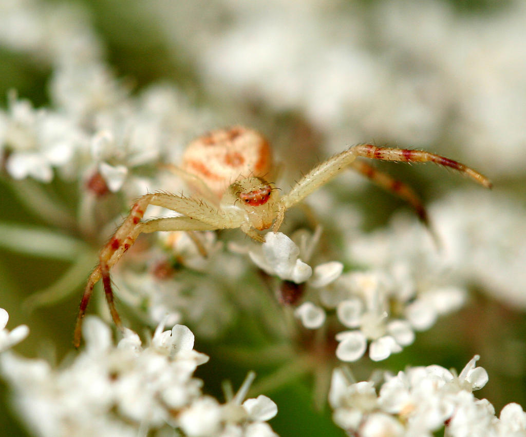 Crab Spider on Queen Anne's Lace