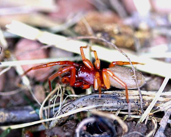 Woodlouse Hunter (Dysdera crocata) 