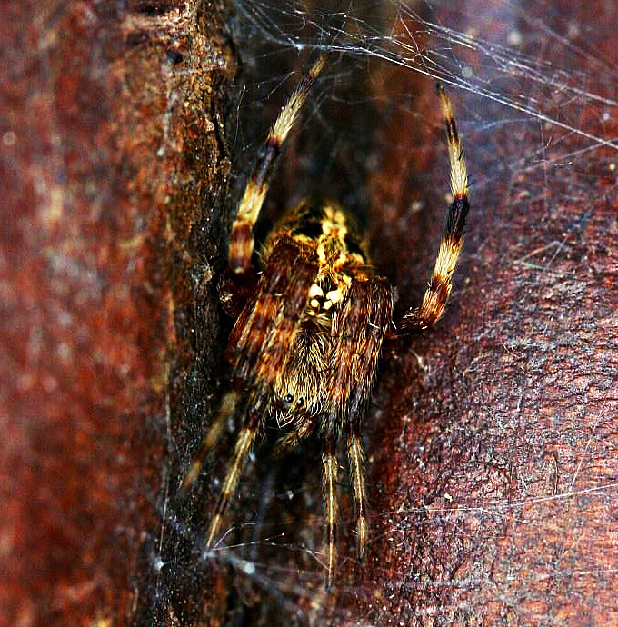 Hiding Spotted Orbweaver