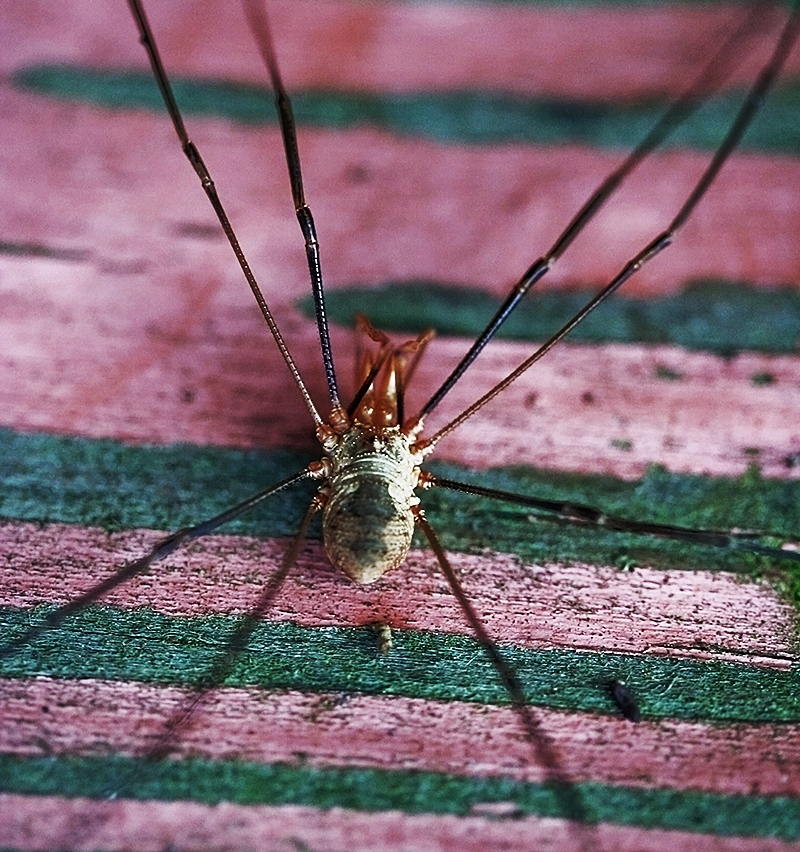 Harvestman - Phalangium opilio