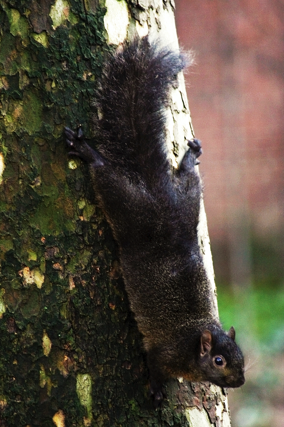 Black Squirrel (Sciurus carolinensis)