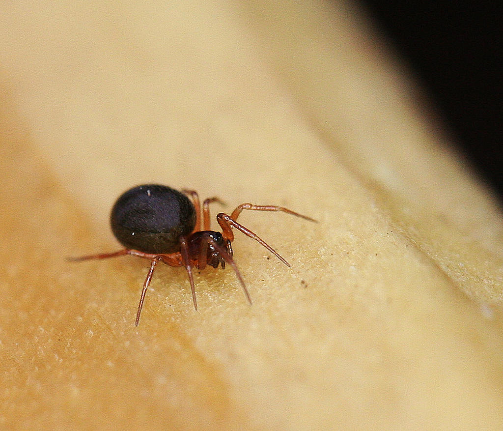 Dwarf Spider (Erigoninae) by WanderingMogwai on DeviantArt