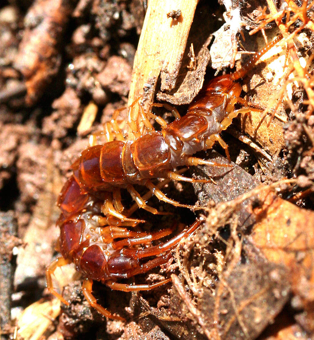 Brown Centipede (Lithobius forficatus)