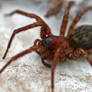 Funnel Weaver (Agelenidae) - Coras spp