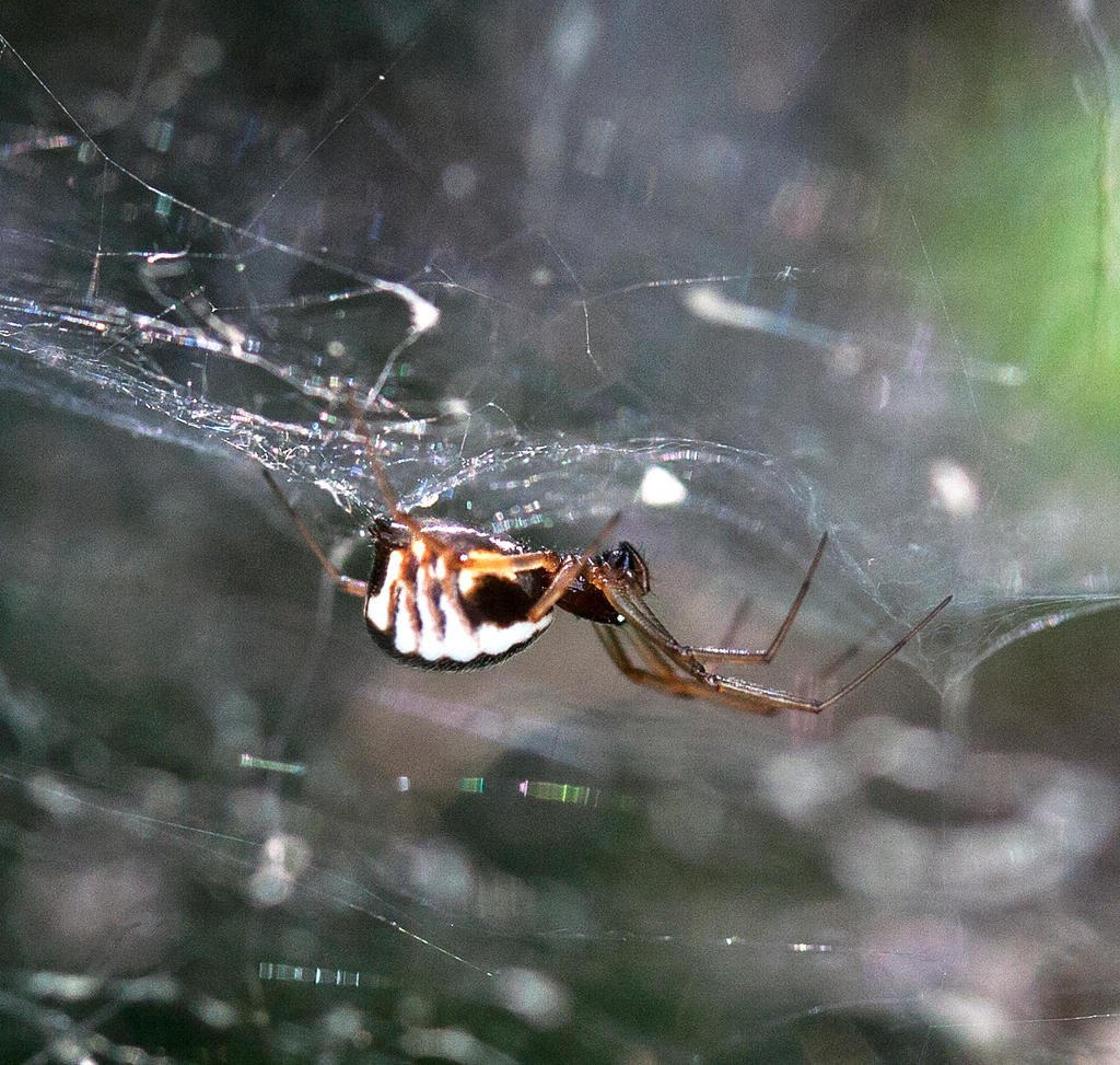 Bowl and Doily Weaver (Frontinella communis)