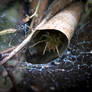 Barn Funnel Weaver Spider - Tegenaria domestica