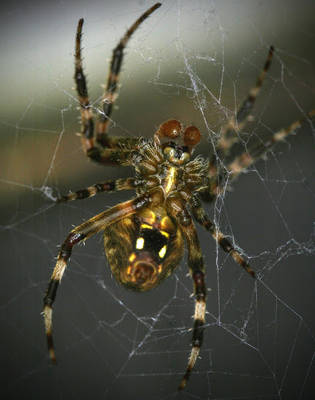 Spotted Orbweaver - Neoscona crucifera