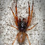 Trachelas tranquillus - Broad Faced Sac Spider