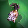 Brown Spined Micrathena