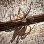 Wolf Spider - Tigrosa helluo