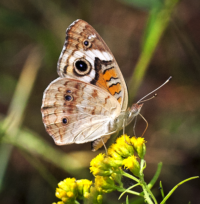 Common Buckeye - Junonia coenia