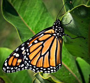 Monarch Butterfly (Danaus plexippus) by WanderingMogwai