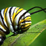 Monarch Butterfly Caterpillar(Danaus plexippus)