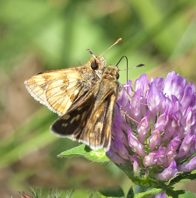 Skipper Courtship