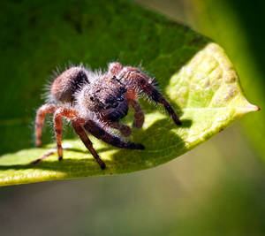 Salticidae by WanderingMogwai