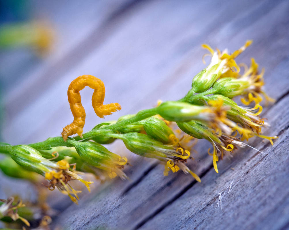 Geometer Moth Inchworm by WanderingMogwai on DeviantArt