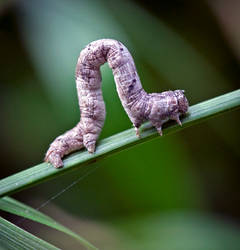 Geometer Moth Inchworm