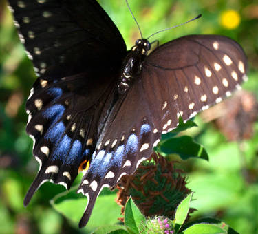 Spicebush Swallowtail Papilio troilus