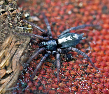 Eastern Parson Spider - Herpyllus ecclesiasticus