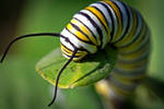 Monarch Butterfly Caterpillar by WanderingMogwai