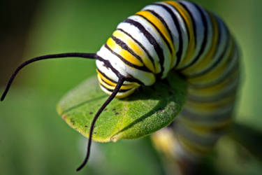 Monarch Butterfly Caterpillar