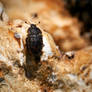 Fungus Munching Beetle