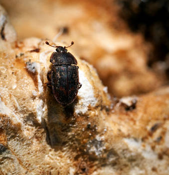 Fungus Munching Beetle