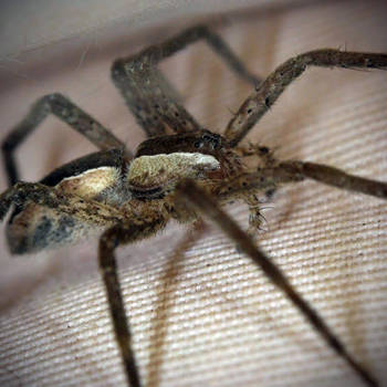 Spider on a Hat