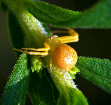 Unknown Crab Spider