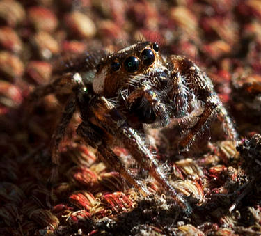 Autumn Jumping Spider