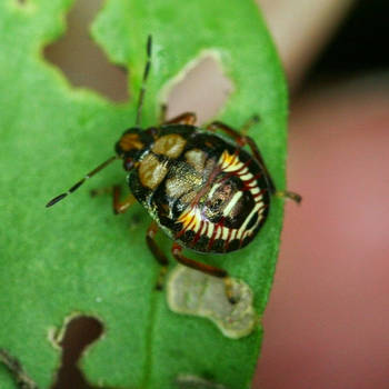 Green Stink Bug (Chinavia hilaris) Nymph