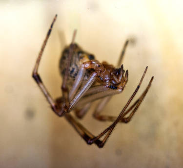 Common American House Spider