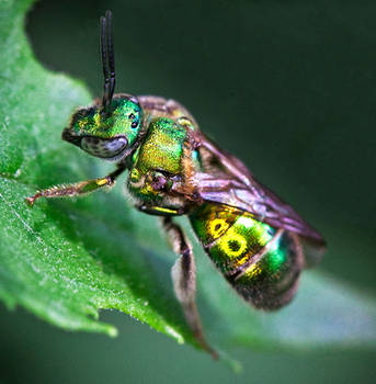 The Metallic Green Bee - Augochloropsis metallica