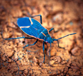 Boxelder Bug - Boisea trivittata