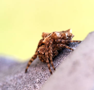 Acanthepeira stellata - Star-bellied Orbweaver