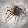 Dolomedes tenebrosus 