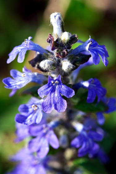 Blue-Purple Flower 