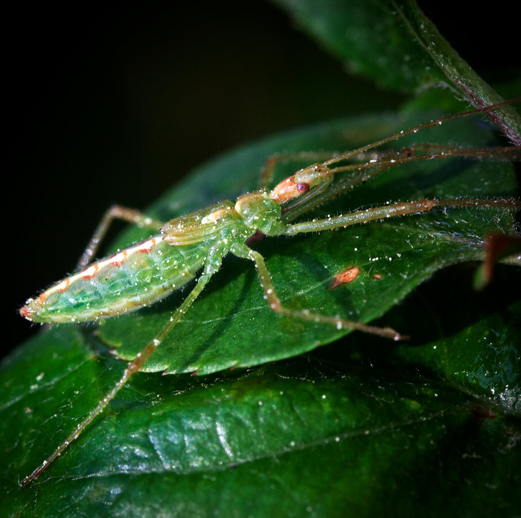 Pale Green Assassin Bug (PGAB) - Zelus luridus