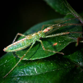 Pale Green Assassin Bug (PGAB) - Zelus luridus