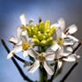 Garlic Mustard - Alliaria petiolata