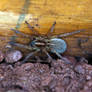 Gravid Wolfspider