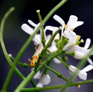 Stonefly in Flower 