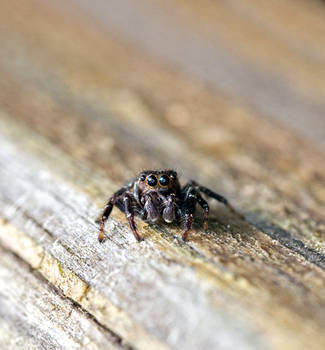 Little Male Jumper