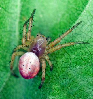 Araniella displicata - Sixspotted Orbweaver