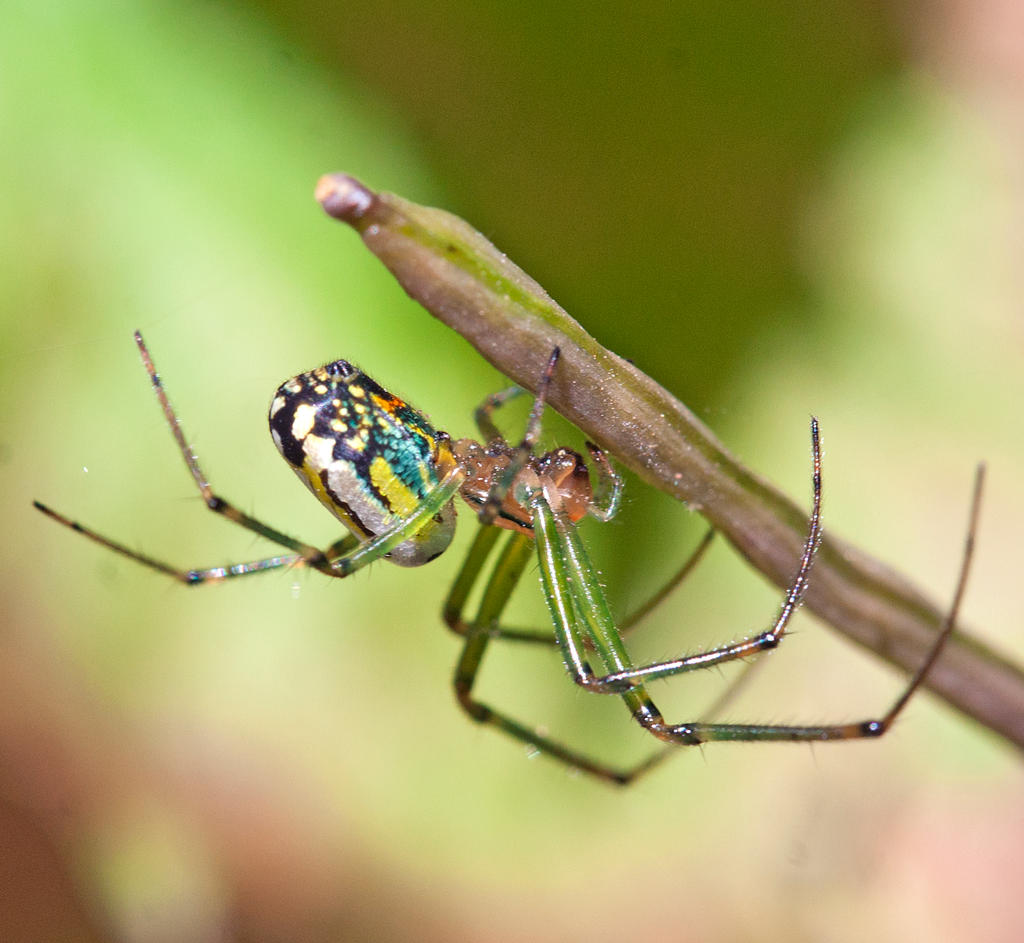 Orchard Orbweaver - Leucauge venusta