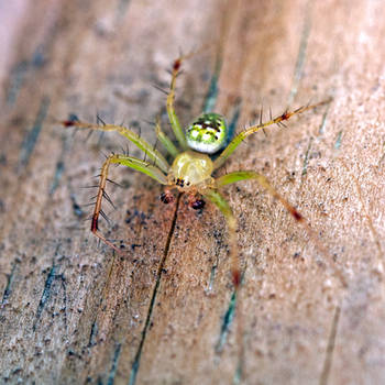 Green Orbweaver Spider -  Araneus cingulatus