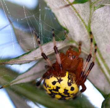 Marbled Orbweaver (Araneus marmoreus)