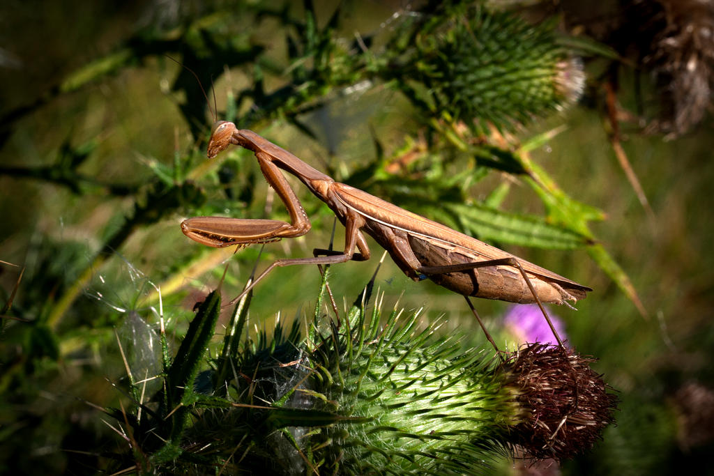 Gravid Praying Mantis in the Thistle